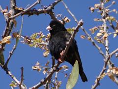 Vidua chalybeata okavangoensis