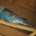 Domestic Budgerigar - Photo (c) Paul Korecky, some rights reserved (CC BY-SA)