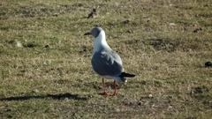 Chroicocephalus cirrocephalus poiocephalus