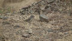 Crithagra albogularis