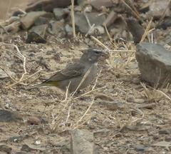 Crithagra albogularis