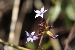Plumbago pulchella