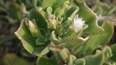 Mesembryanthemoideae