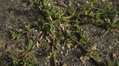 Mesembryanthemoideae