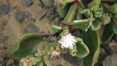 Mesembryanthemoideae