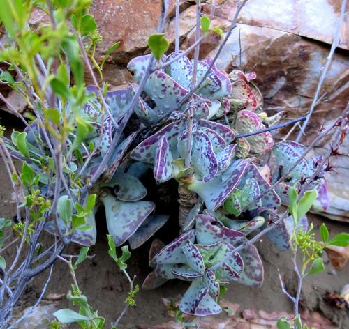 Adromischus triflorus (Adromischus triflorus)
