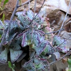 Adromischus triflorus