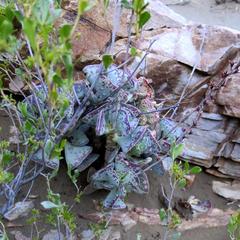 Adromischus triflorus
