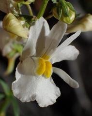 Nemesia fruticans