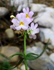 Nemesia fruticans