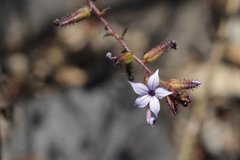 Plumbago pulchella