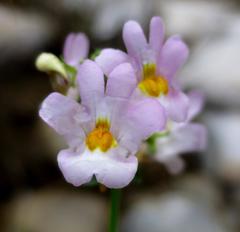 Nemesia fruticans