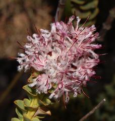 Paranomus spathulatus