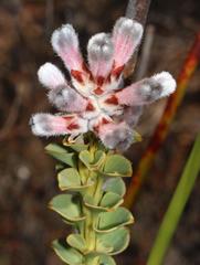 Paranomus spathulatus