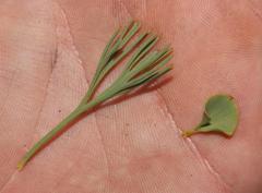 Paranomus spathulatus