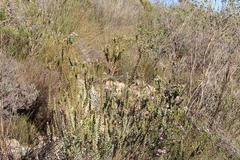 Paranomus spathulatus