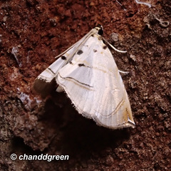 Trichophysetis hampsoni