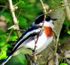 Batis molitor molitor