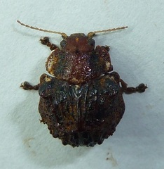 Trachymela papuligera