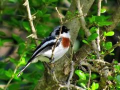 Batis molitor molitor