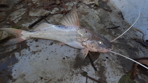 Duopalatinus