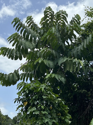 Castilla elastica - Leaves