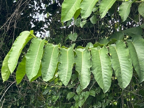 Castilla elastica - Whole tree