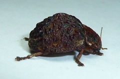 Trachymela papuligera