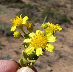 Euryops sulcatus