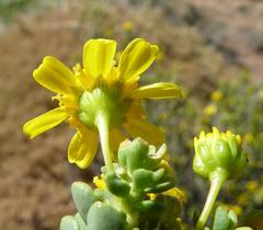 Euryops sulcatus