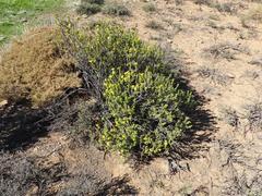 Euryops sulcatus