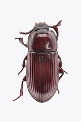 Uloma culinaris