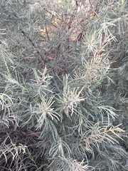 Hippophae rhamnoides