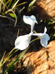 Moraea tripetala tripetala