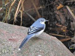 Motacilla clara