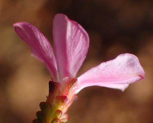 Image of Acmadenia sheilae by (c) Nicola van Berkel, some rights reserved (CC BY-SA)