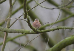 Fringilla coelebs