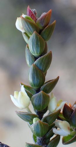 Image of Lachnaea ruscifolia by (c) Nicola van Berkel, some rights reserved (CC BY-SA)