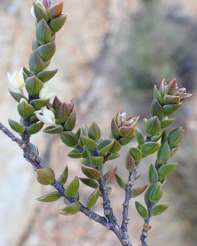 Image of Lachnaea ruscifolia by (c) Nicola van Berkel, some rights reserved (CC BY-SA)
