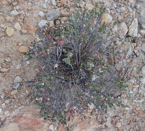 Image of Lachnaea ruscifolia by (c) Nicola van Berkel, some rights reserved (CC BY-SA)