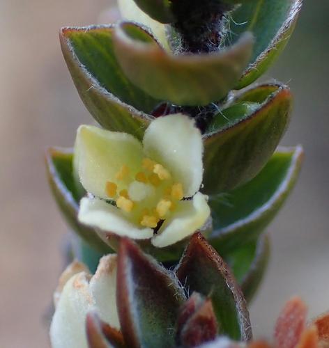 Image of Lachnaea ruscifolia by (c) Nicola van Berkel, some rights reserved (CC BY-SA)