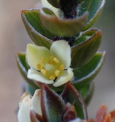 Lachnaea ruscifolia