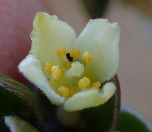 Image of Lachnaea ruscifolia by (c) Nicola van Berkel, some rights reserved (CC BY-SA)