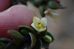 Lachnaea ruscifolia