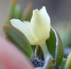Lachnaea ruscifolia