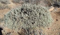 Caroxylon tuberculatum