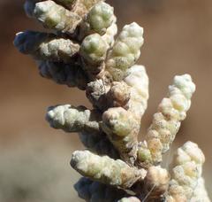 Caroxylon tuberculatum
