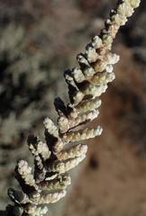 Caroxylon tuberculatum