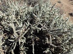 Caroxylon tuberculatum