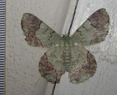 Pingasa ruginaria communicans